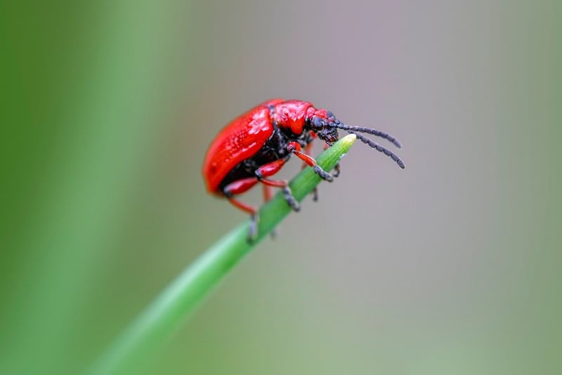 Insect Prevention