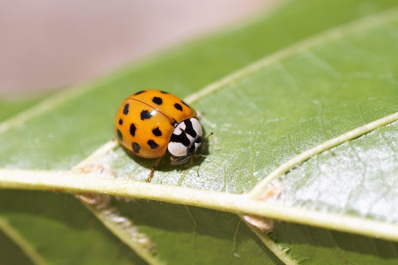 Ladybug in Garden